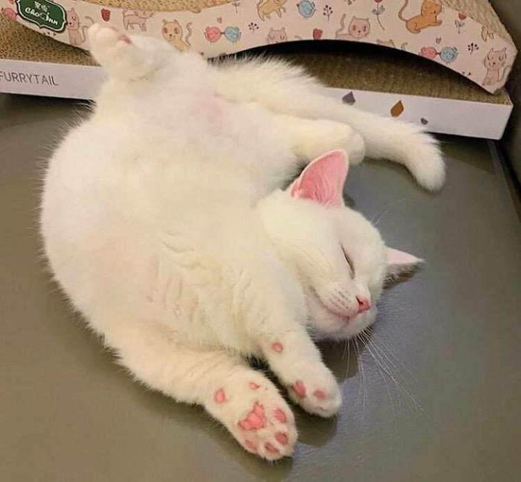 10 Foto Kucing Chubby di Media Sosial yang Bikin Hati Kamu Meleleh