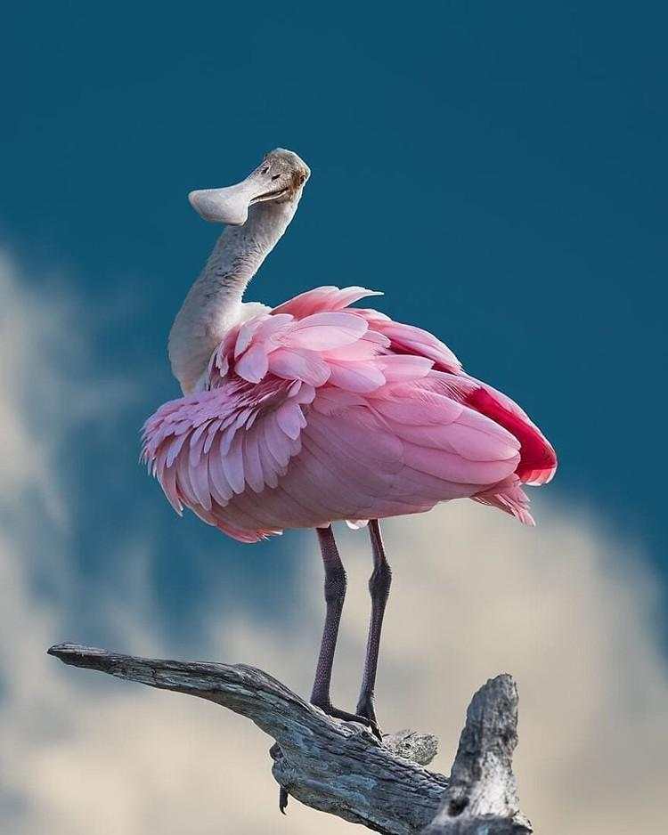Hewan Aneh dan Unik Ini Asli, Bukan Editan Photoshop atau AI