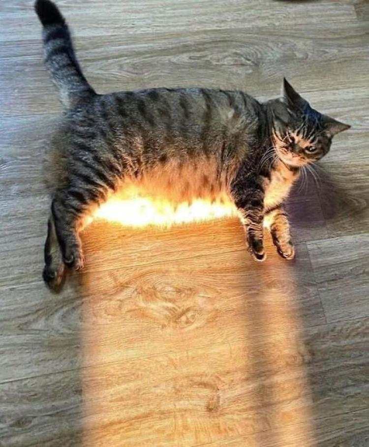 10 Foto Kucing Chubby di Media Sosial yang Bikin Hati Kamu Meleleh