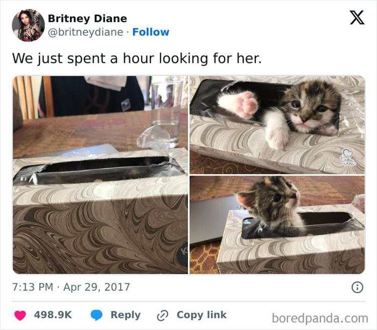 Kala Hewan Lucu Jadi Ninja, Ngumpet di Tempat 'Out of the Box'