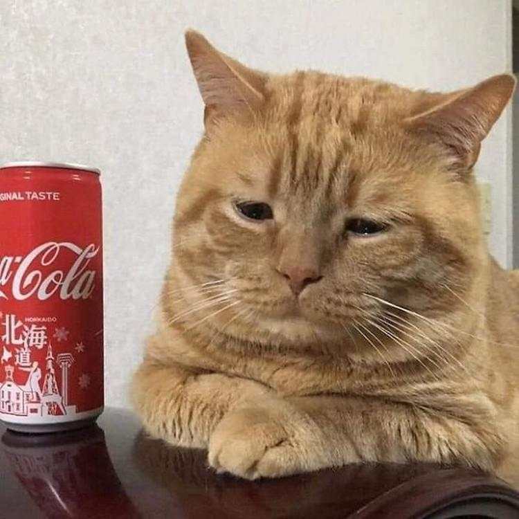 10 Foto Kucing Chubby di Media Sosial yang Bikin Hati Kamu Meleleh