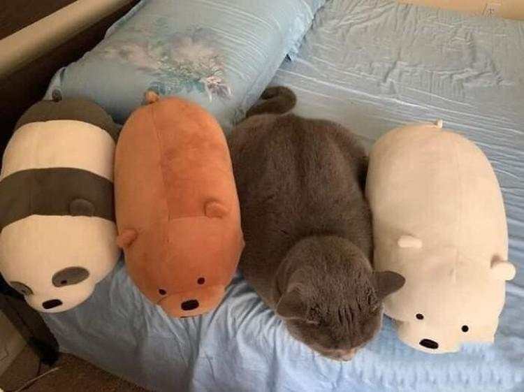 10 Foto Kucing Chubby di Media Sosial yang Bikin Hati Kamu Meleleh