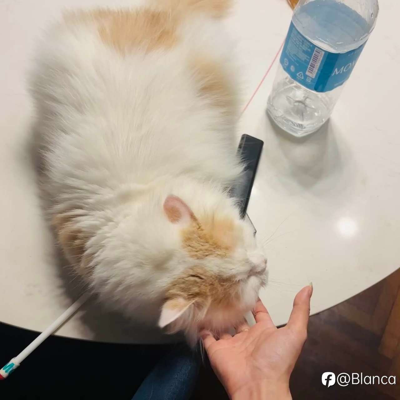 为什么总是分享小猫？