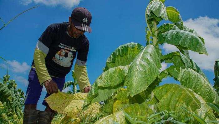 Moratorium Cukai Rokok Dinilai Bisa Selamatkan Petani Tembakau