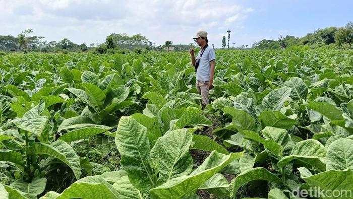Petani dan Pekerja Dorong Moratorium Kenaikan Cukai Tembakau