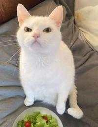 10 Foto Kucing Chubby di Media Sosial yang Bikin Hati Kamu Meleleh