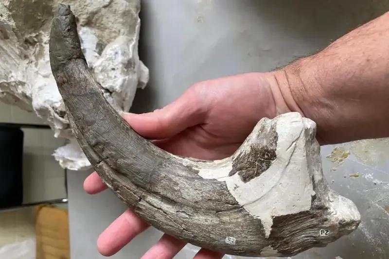 Dinosaurus Baru Terkuak, Cakar Seukuran Lengan Manusia!