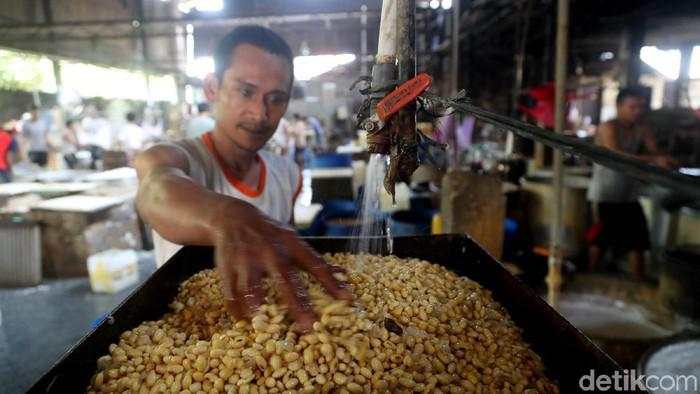Harga Kedelai Lokal Anjlok, Pemerintah Turun Tangan