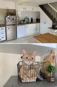 Kala Hewan Lucu Jadi Ninja, Ngumpet di Tempat 'Out of the Box'