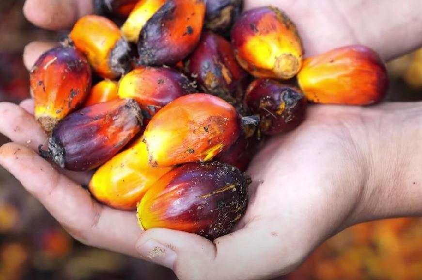 Harga CPO Terperosok 4 Hari Berturut-turut