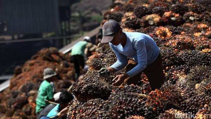 Pesan buat Pemerintah soal Dampak B50 ke Industri Sawit