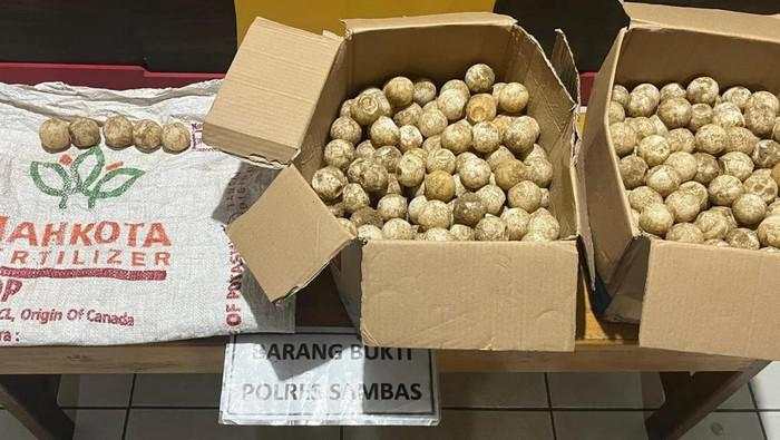 RI-Malaysia Kerja Sama Cegah Penyelundupan Telur Penyu