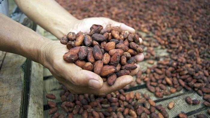 Bukan karena Petani Malas: Kakao RI Rontok Gara-gara Iklim & Pohon Uzur
