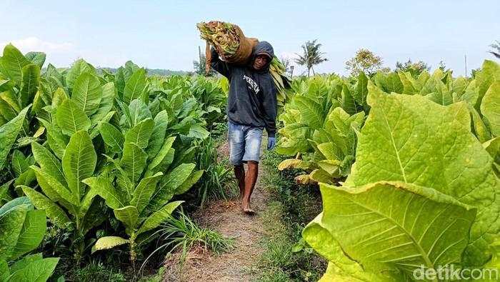 Kemenperin Klaim Industri Tembakau Bergairah Imbas Purbaya Effect