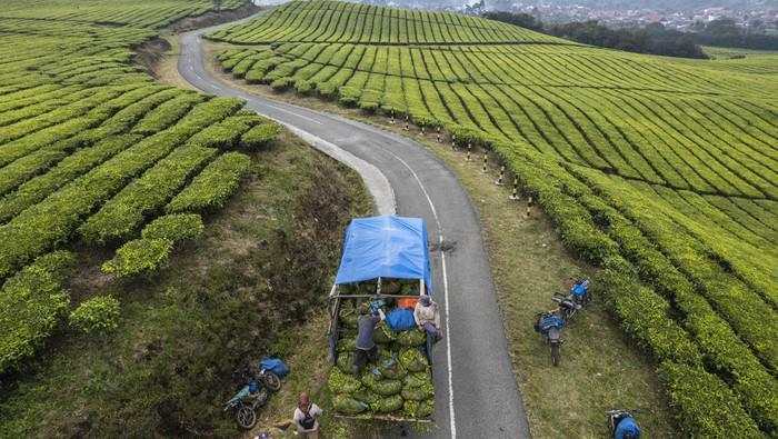 PTPN I Teken 16 MoU Ekspor Produk Hilir