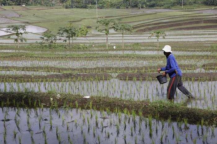 Kesejahteraan Petani Kian Meningkat, NTP September Tembus 124,36