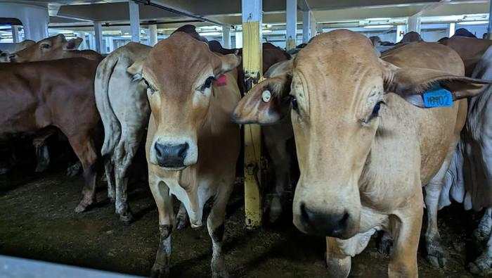 Pemerintah Mau Longgarkan Keran Impor Sapi Hidup