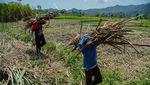 Petani Tebu Lumajang Sumringah, Gula Diserap Pemerintah