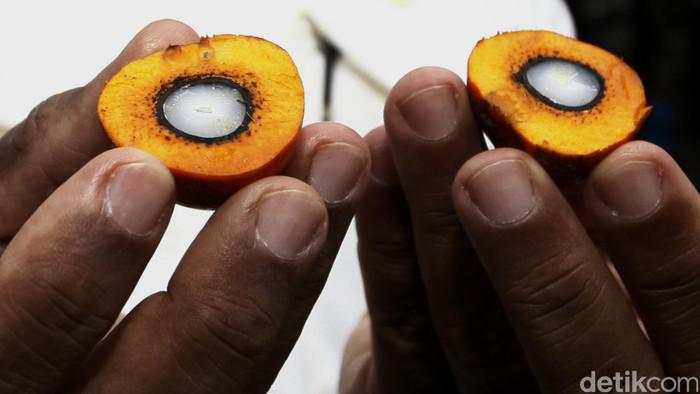 RI Bakal Pakai BBM Sawit B50 Semester 2 Tahun Depan? ESDM Bilang Gini