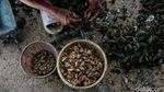 Kerang Hijau Cilincing Penopang Hidup Warga Pesisir