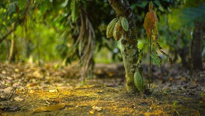 Produksi Kakao RI Rontok Gegara Masalah Iklim dan Pohon Uzur