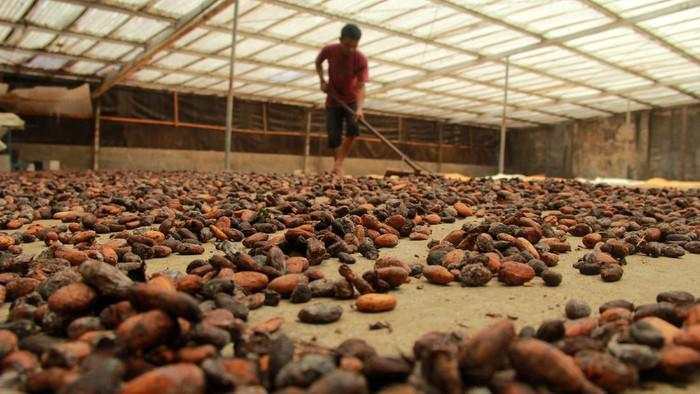 Kementan Buka-bukaan Target Peremajaan Kakao 175.000 Ha Pakai APBN