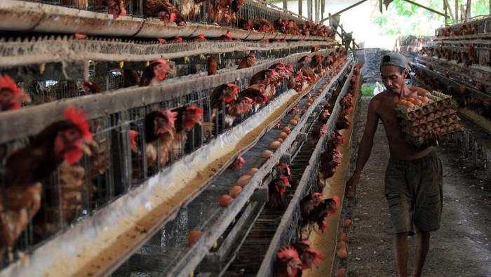 UMKM Tepung Telur Didorong Naik Kelas, Kurangi Ketergantungan Impor