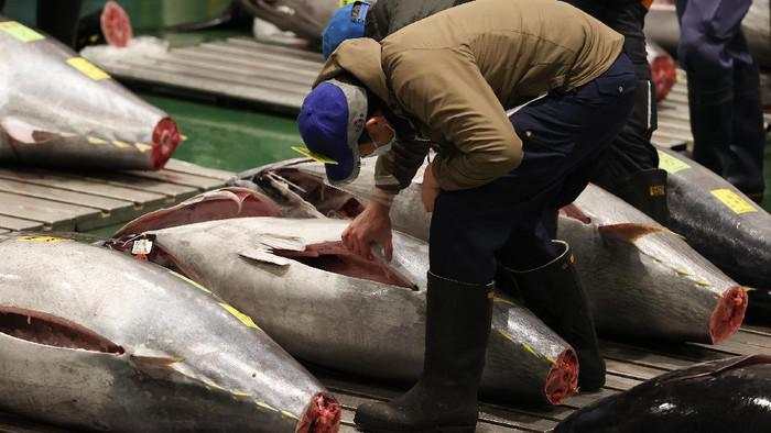 RI Minta Tambahan Kuota Penangkapan 3 Ribu Ton Tuna Sirip Biru