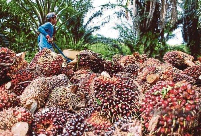 Profil Saham BWPT, Perusahaan Sawit Milik Pengusaha Peter Sondakh