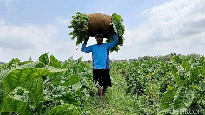 Pemerintah Diminta Segera Susun Peta Jalan Industri Tembakau
