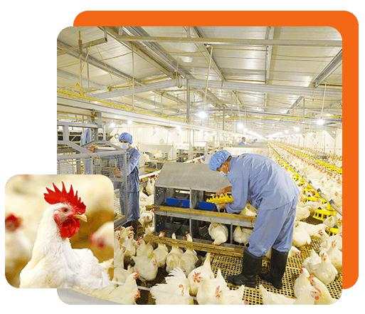 3 Saham Peternakan di BEI yang Dapat Dicermati, Profil Usaha dan Kinerjanya