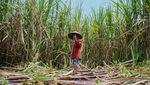 Petani Tebu Lumajang Sumringah, Gula Diserap Pemerintah