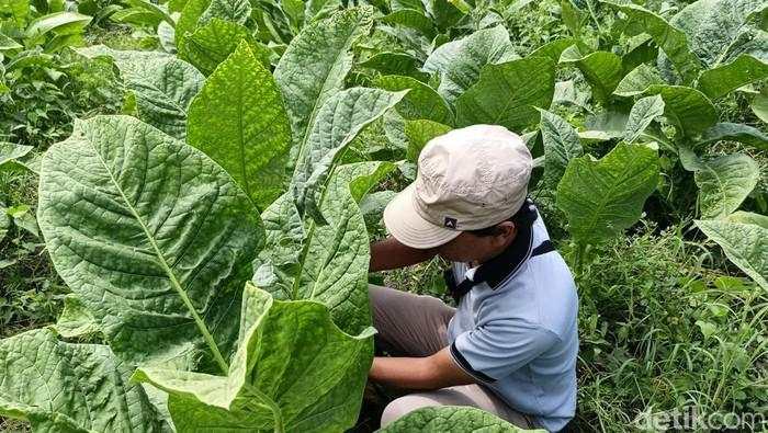 Cukai Rokok Tak Naik 2026, Petani & Industri Dapat Angin Segar