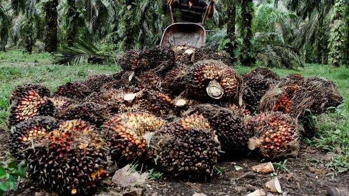 Pengusaha Sawit Siap Hadapi Aturan Anti-Deforetasi Eropa