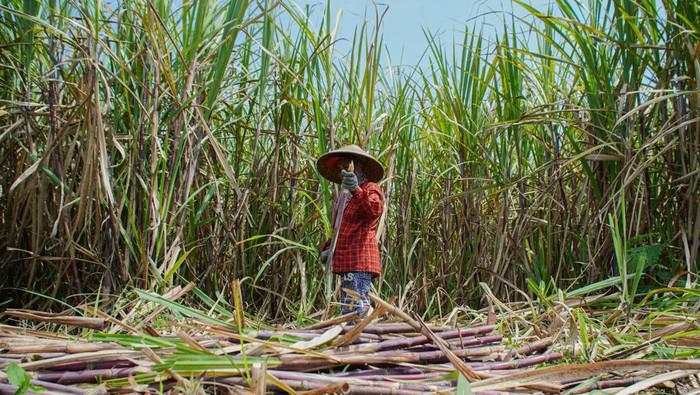 Petani Tebu Lumajang Sumringah, Gula Diserap Pemerintah