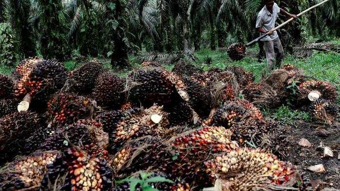 Harga CPO Diramal Naik, Ini Pemicunya