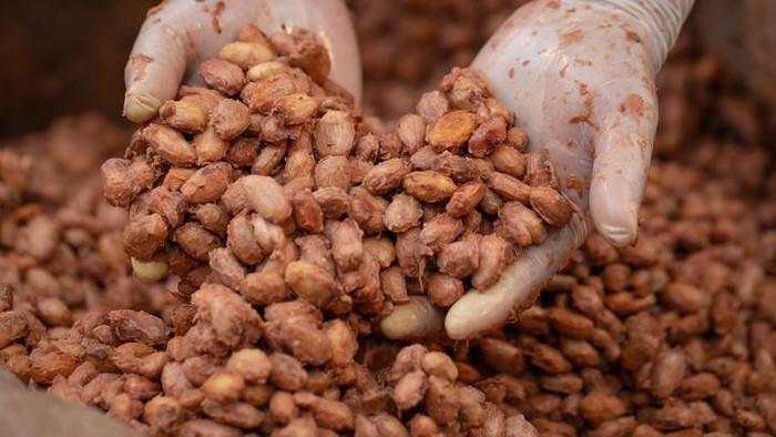 RI Masih Banyak Impor Kakao dari Afrika Barat