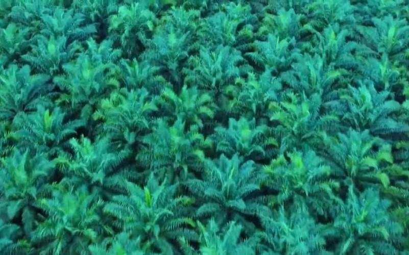 Triputra Agro (TAPG) Raih Laba Bersih Rp2,68 Triliun, Melesat 66 Persen