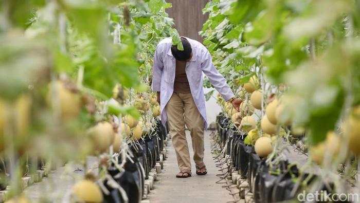 Industri Agro Cetak Investasi Rp 85 T Semester I, Serap 9,8 Juta Tenaga Kerja