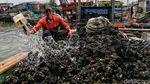 Kerang Hijau Cilincing Penopang Hidup Warga Pesisir