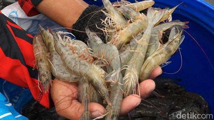 Cikande Banten Terpapar Radioaktif, Udang RI Dikembalikan AS Aman Dikonsumsi