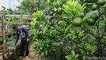 Lahan Tidur Disulap Jadi Kebun Pangan Warga Tanah Abang
