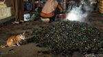 Kerang Hijau Cilincing Penopang Hidup Warga Pesisir