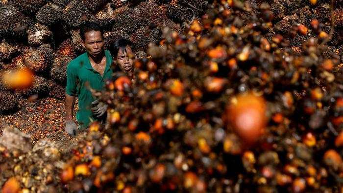 Harga Referensi CPO Naik Jadi US$ 963,61/MT