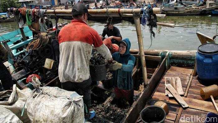 Kerang Hijau Cilincing Penopang Hidup Warga Pesisir