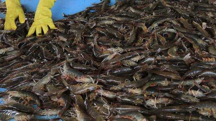 Ekspor Udang RI ke AS Terancam, Pemerintah Lobi FDA