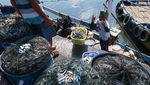 Harga Ikan Tak Menentu, Nelayan Desak Pemerintah Bentuk Bulog Ikan