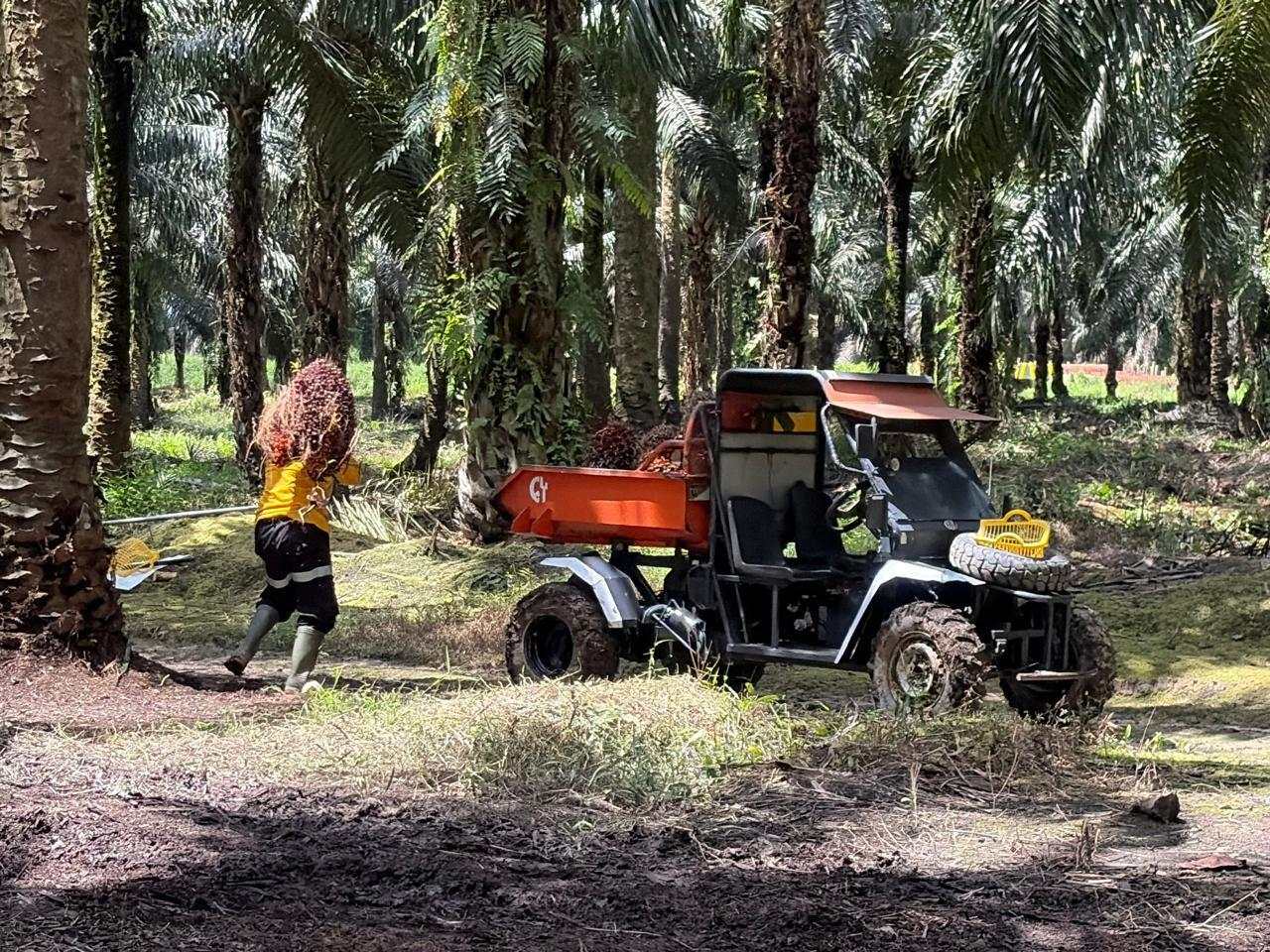 Astra Agro (AALI) Dorong Produktivitas dan Keberlanjutan Sawit Lewat Transformasi Digital