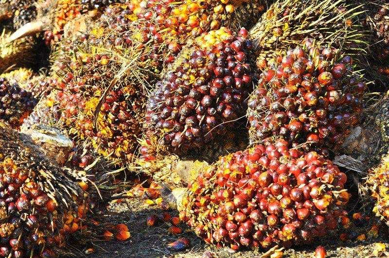 SSMS Ambil Alih Saham Sawit Mandiri Lestari Rp1,6 Triliun dari Induk Usaha