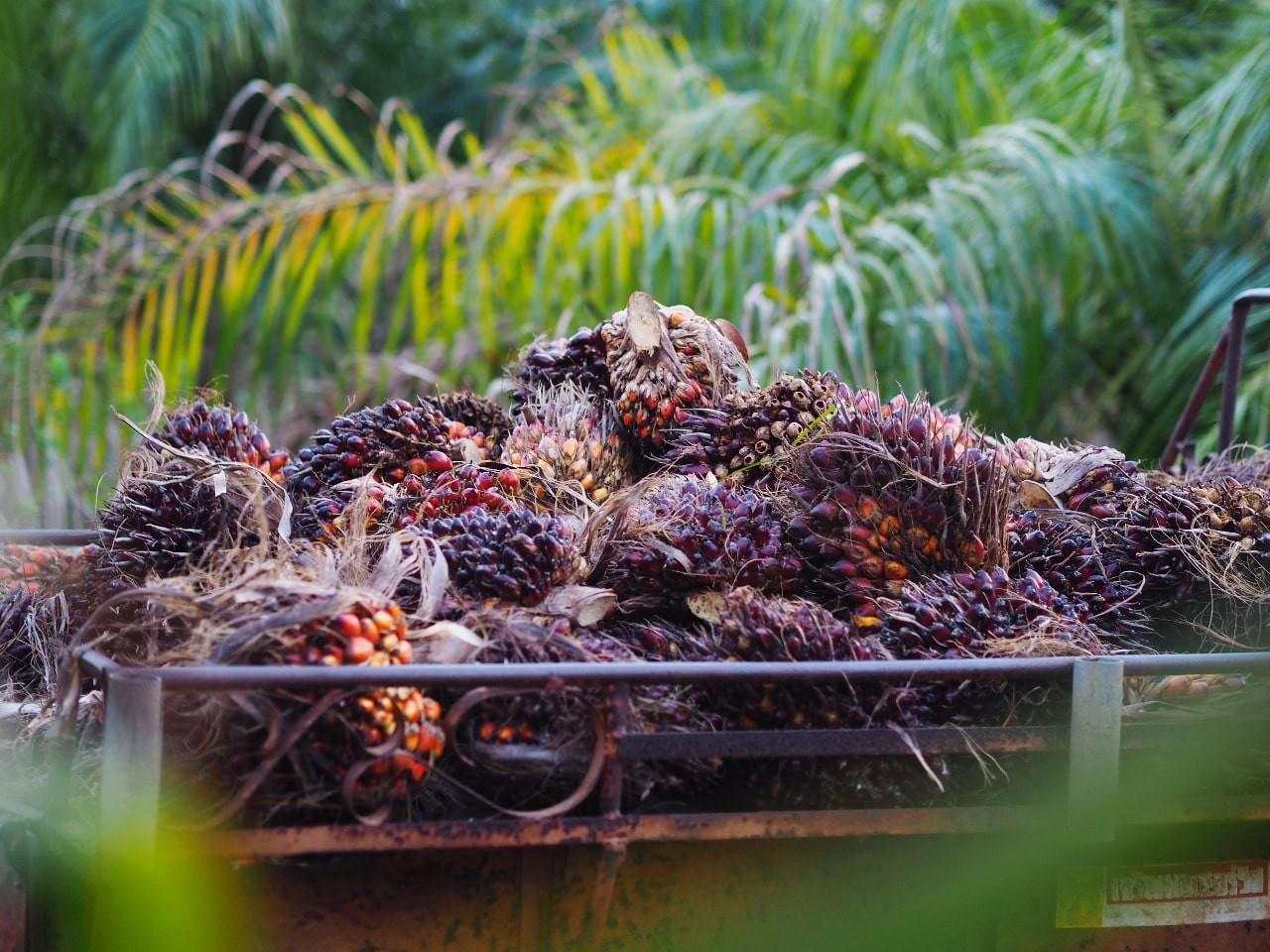 Harga CPO Jatuh Hampir 5 Persen Pekan Ini